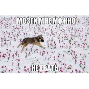 мемсовет — стикер для MAX