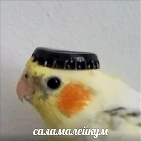 Мемасики — стикер для MAX