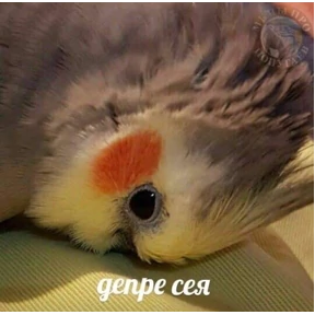 Мемасики — стикер для MAX