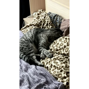Кот — стикер для MAX