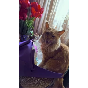 Кот — стикер для MAX