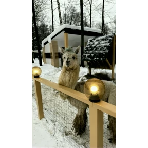 Кот — стикер для MAX