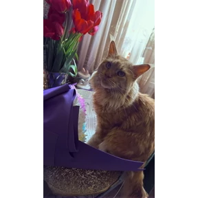 Кот — стикер для MAX