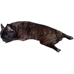 Мася — стикер для MAX