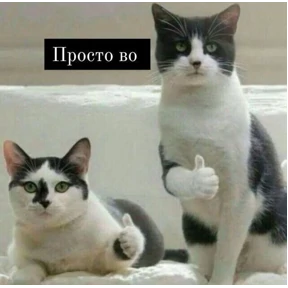 Катлета — стикер для MAX