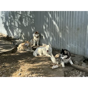 Хаси — стикер для MAX
