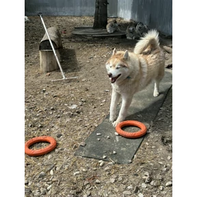 Хаси — стикер для MAX