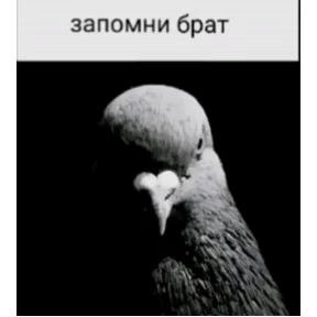Львята — стикер для MAX