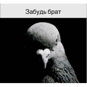 Львята — стикер для MAX