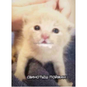 hehe — стикер для MAX