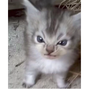 hehe — стикер для MAX
