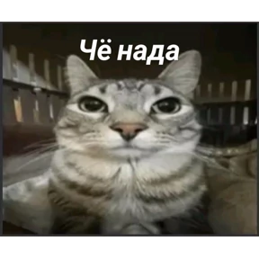 hehe — стикер для MAX