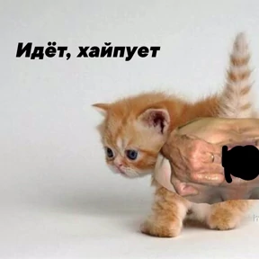 Goida Z Zov — стикер для MAX