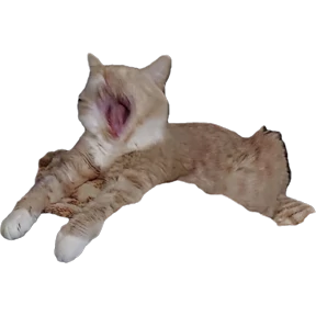 Рыжий — стикер для MAX