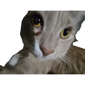 Рыжий — стикер для MAX