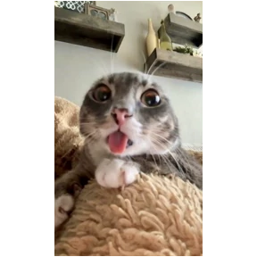 hehe — стикер для MAX