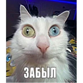 hehe — стикер для MAX