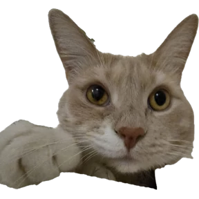 Рыжий — стикер для MAX