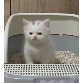 АндРегКотики — стикер для MAX