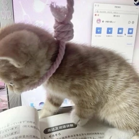 АндРегКотики — стикер для MAX