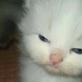 АндРегКотики — стикер для MAX