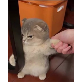 Котики — стикер для MAX