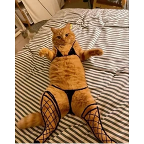 Котики — стикер для MAX