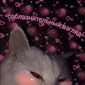 Котики — стикер для MAX
