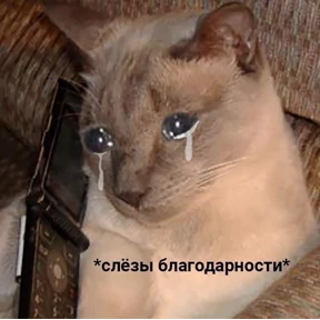 Котики — стикер для MAX