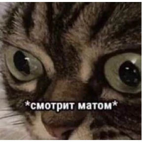 Котики — стикер для MAX
