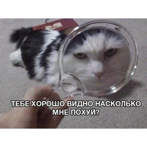 Котики — стикер для MAX