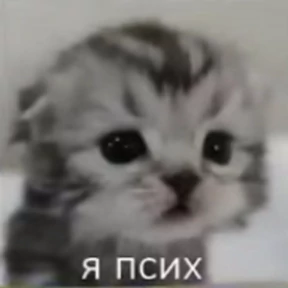 Котики — стикер для MAX