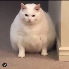 Котики — стикер для MAX