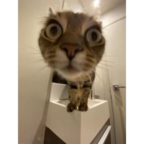 Котики — стикер для MAX