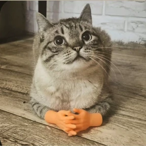 Котики — стикер для MAX