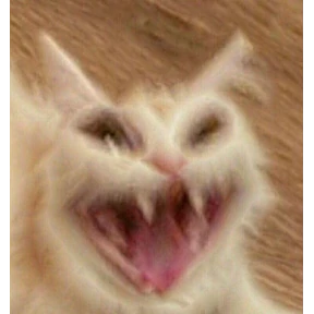 Котики — стикер для MAX