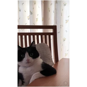 Котики — стикер для MAX