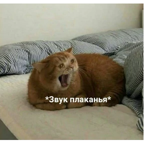 Котики — стикер для MAX
