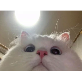 Котики — стикер для MAX