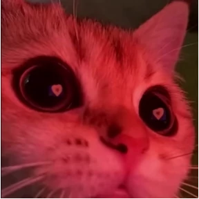 Котики — стикер для MAX