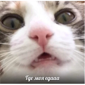 Котики — стикер для MAX