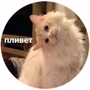 Котики — стикер для MAX