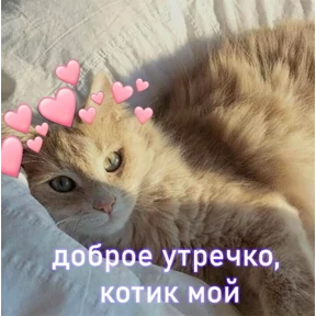 Котики — стикер для MAX