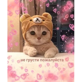 Котики — стикер для MAX