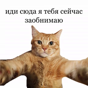 Котики — стикер для MAX