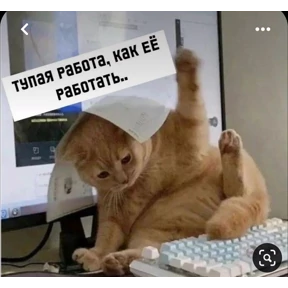 Котики — стикер для MAX
