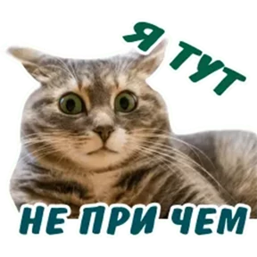 Мэмчики — стикер для MAX