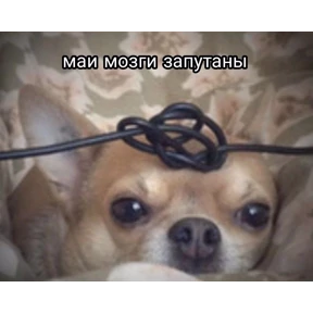 Мемы — стикер для MAX