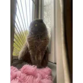 Мое — стикер для MAX