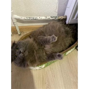 Мое — стикер для MAX